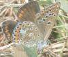 Polyommatus escheri